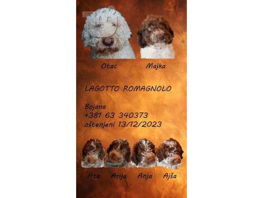 Κουτάβια Lagotto Romagnolo